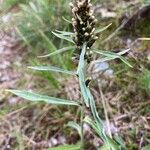 Omalotheca norvegica Flower