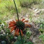 Leonotis nepetifolia 花
