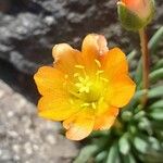 Calandrinia skottsbergiiFlower