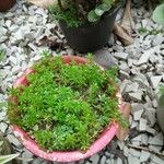 Sedum japonicum Lapas