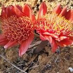 Haemanthus coccineus Květ