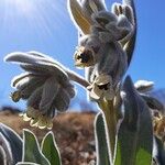 Cynoglossum cheirifolium Flor