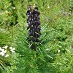 Aconitum napellusFloro