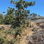 Quercus garryana Hoja