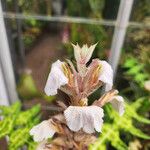 Acanthus montanus 花