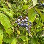 Cornus amomum Fruit