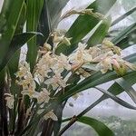 Coelogyne sulphurea Flower