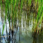 Typha angustifolia Levél