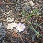 Lewisia pygmaea Flower