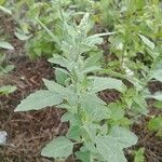 Chenopodium albumFeuille