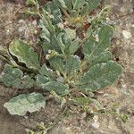 Eriogonum gossypinum Habit