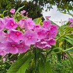 Phlox maculataFlower