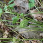 Medicago orbicularis 果實