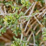 Nucularia perrinii Hoja