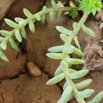 Sedum moranense Fruit