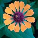 Zinnia peruvianaFlower