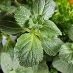 Coleus caninus Leaf