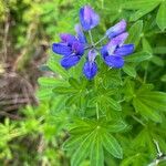 Lupinus cosentinii Лист