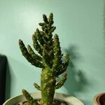 Tephrocactus verschaffeltii Lehti