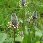 Plantago lagopusFlower