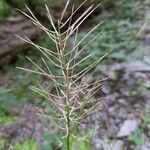 Cardamine impatiens Ffrwyth