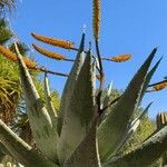 Aloe marlothii Цветок