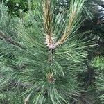 Pinus nigra Hoja
