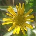 Buphthalmum salicifolium Blüte