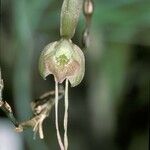 Epidendrum longipetalum