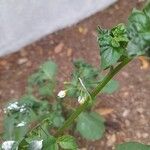 Solanum americanumBlomma