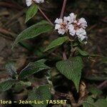 Persicaria campanulata Habit