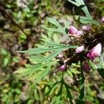 Leonurus sibiricus Leaf