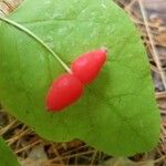 Lonicera canadensis Fruit