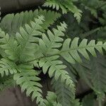 Pteris fauriei برگ