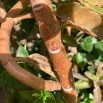 Kalanchoe serrata Bark