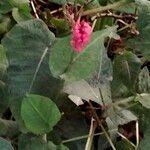 Bistorta amplexicaulis Цвят