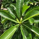 Adenium obesumBlad