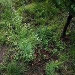 Conyza bonariensis 花