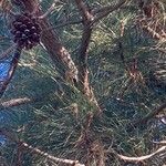 Pinus canariensis Plod