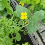 Brassica rapaFlower