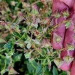 Trichodesma africanum Fruto