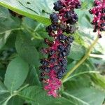 Phytolacca acinosa Frucht