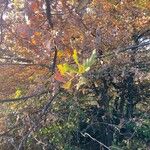 Quercus pyrenaica Blatt