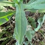 Cynoglossum creticum Blad