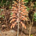 Aloe amudatensis Flor