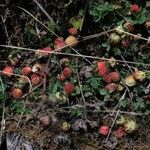 Fragaria chiloensis 果實