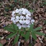 Cardamine heptaphylla Λουλούδι