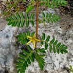 Tribulus terrestris फूल