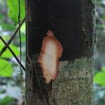Detarium macrocarpum Rinde