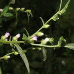 Lepidaploa salzmannii Flower